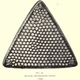 Illustration for article titled 110 Years Ago, These Microscopic Photos Horrified Londoners